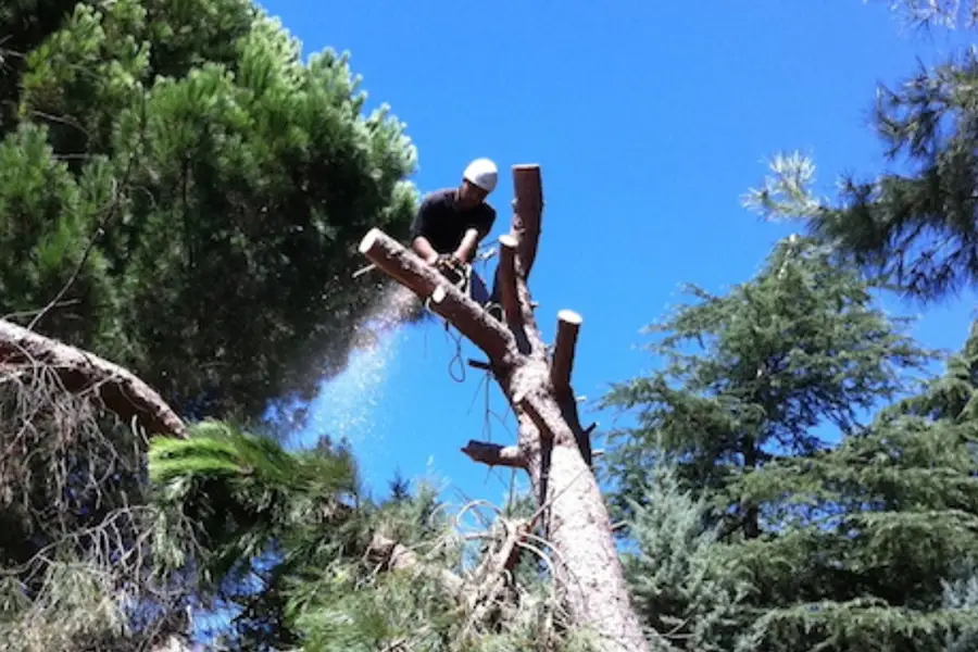 Reliable Tree Expert in Houston, TX Reliable Tree Expert in Houston, TX